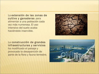  La extensión de las zonas de
cultivo y ganaderas para
alimentar a una población cada
vez más numerosa. El uso
intensivo del suelo acaba
haciéndolo inservible.
 La construcción de grandes
infraestructuras y servicios
ha modificado el paisaje y
provocado la desaparición de
parte de la flora y fauna terrestre.
 