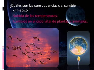 ¿Cuáles son las consecuencias del cambio
climático?
- Subida de las temperaturas.
- Cambios en el ciclo vital de plantas y animales.
 