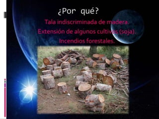 ¿Por qué?
Tala indiscriminada de madera.
Extensión de algunos cultivos (soja).
Incendios forestales.
 