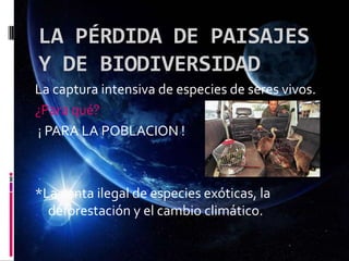 LA PÉRDIDA DE PAISAJES
Y DE BIODIVERSIDAD
La captura intensiva de especies de seres vivos.
¿Para qué?
¡ PARA LA POBLACION !
*La venta ilegal de especies exóticas, la
deforestación y el cambio climático.
 