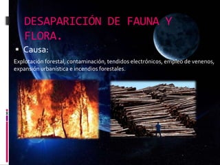 DESAPARICIÓN DE FAUNA Y
FLORA.
 Causa:
Explotación forestal, contaminación, tendidos electrónicos, empleo de venenos,
expansión urbanística e incendios forestales.
 