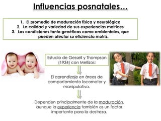 Influencias posnatales… El promedio de maduración física y neurológica La calidad y variedad de sus experiencias motrices Las condiciones tanto genéticas como ambientales, que pueden afectar su eficiencia motriz. Estudio de Gessell y Thompson (1934) con Mellizos: El aprendizaje en áreas de comportamiento locomotor y manipulativo. Dependen principalmente de la  maduración , aunque la  experiencia  también es un factor importante para la destreza. 