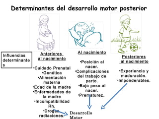 Influencias  determinantes Anteriores  al nacimiento Cuidado Prenatal Genética Alimentación materna Edad de la madre Enfermedades de la madre Incompatibilidad Rh. Drogas, radiaciones. Al nacimiento Posición al nacer. Complicaciones del trabajo de parto. Bajo peso al nacer. Prematurez.  Posteriores  al nacimiento Experiencia y maduración. Imponderables. Desarrollo Motor Determinantes del desarrollo motor posterior 