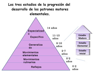 Los tres estadios de la progresión del  desarrollo de los patrones motores  elementales.  Especializado Específico   Generalizado Movimientos elementales Movimientos rutinarios Reflejos 14 años 11-13 años 8-10 años 2-7 años 0-2 años 0-2 años Estadio  Maduro Estadio Elemental Estadio Inicial 