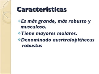 Características  Es más grande, más robusto y musculoso. Tiene mayores molares. Denominado ausrtralopithecus  robustus  