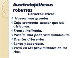 Ausrtralopithecus  robustus Características: Huesos más grandes. Caja craneana  menor que del africanus. Frente inclinada. Poseía  una poderosa mandíbula. Dientes diferentes.  Lento y laborioso. Vivió en las proximidades de los ríos.  