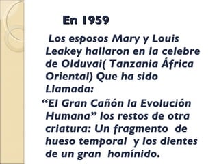 En 1959 Los esposos Mary y Louis Leakey hallaron en la celebre de Olduvai( Tanzania África Oriental) Que ha sido Llamada: “ El Gran Cañón la Evolución Humana” los restos de otra criatura: Un fragmento  de hueso temporal  y los dientes de un gran  homínido . 