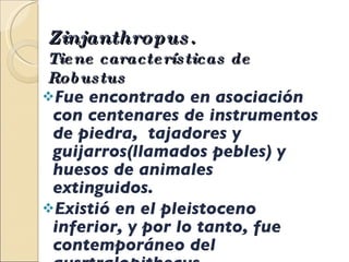 Zinjanthropus.   Tiene   características de Robustus Fue encontrado en asociación con centenares de instrumentos de piedra,  tajadores y guijarros(llamados pebles) y huesos de animales extinguidos. Existió en el pleistoceno inferior, y por lo tanto, fue contemporáneo del  ausrtralopithecus.  
