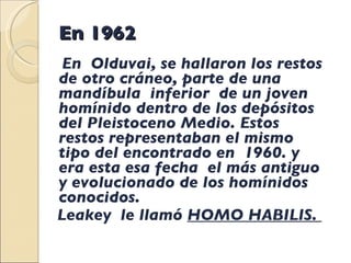 En 1962 En  Olduvai, se hallaron los restos  de otro cráneo, parte de una mandíbula  inferior  de un joven homínido dentro de los depósitos  del Pleistoceno Medio. Estos restos representaban el mismo tipo del encontrado en  1960. y era esta esa fecha  el más antiguo  y evolucionado de los homínidos conocidos. Leakey  le llamó  HOMO HABILIS.  