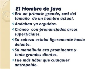 El Hombre de Java  Era un primate grande, casi del tamaño  de un hombre actual. Andaban ya erguidos. Cráneo  con pronunciados arcos superficiales. Su cabeza estaba ligeramente hacia delante. Su mandíbula era prominente y tenia grandes dientes. Fue más hábil que cualquier antropoide . 