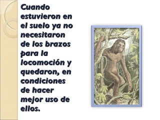 Cuando estuvieron en el suelo ya no necesitaron de los brazos para la locomoción y quedaron, en condiciones de hacer mejor uso de ellos. 