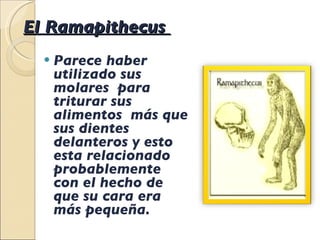 El Ramapithecus  Parece haber utilizado sus molares  para triturar sus alimentos  más que sus dientes delanteros y esto esta relacionado probablemente  con el hecho de que su cara era más pequeña . 