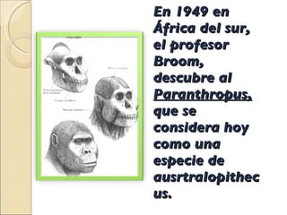 En 1949 en África del sur, el profesor Broom, descubre al  Paranthropus,  que se considera hoy como una especie de ausrtralopithecus .  
