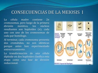 CONSECUENCIAS DE LA MEIOSIS  ILa célula madre contiene 2n cromosomas, pero luego de la primera división meiótica, los núcleos resultantes son haploides (n); cada uno con uno de los cromosomas de cada par homólogo.Al terminar, cada cromosoma presenta dos cromátidas, no son idénticas porque antes han experimentado entrecruzamiento.La transformación de una célula  diploide en dos haploides clasifica esta etapa como una fase de división reduccional.