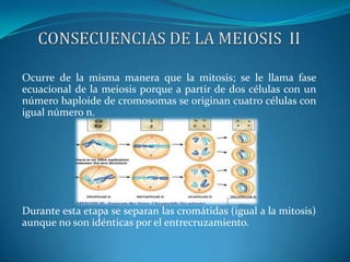 CONSECUENCIAS DE LA MEIOSIS  IIOcurre de la misma manera que la mitosis; se le llama fase ecuacional de la meiosis porque a partir de dos células con un número haploide de cromosomas se originan cuatro células con igual número n.Durante esta etapa se separan las cromátidas (igual a la mitosis) aunque no son idénticas por el entrecruzamiento.