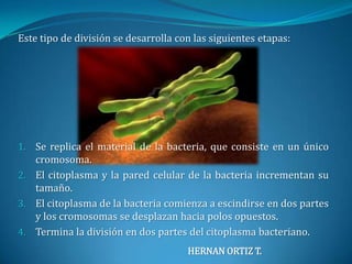 Este tipo de división se desarrolla con las siguientes etapas:Se replica el material de la bacteria, que consiste en un único cromosoma.El citoplasma y la pared celular de la bacteria incrementan su tamaño.El citoplasma de la bacteria comienza a escindirse en dos partes y los cromosomas se desplazan hacia polos opuestos.Termina la división en dos partes del citoplasma bacteriano.HERNAN ORTIZ T.