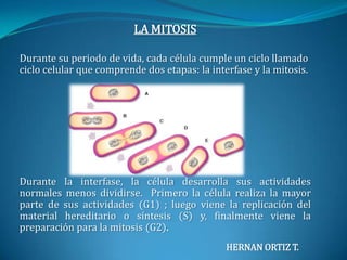 LA MITOSISDurante su periodo de vida, cada célula cumple un ciclo llamado ciclo celular que comprende dos etapas: la interfase y la mitosis.Durante la interfase, la célula desarrolla sus actividades normales menos dividirse.  Primero la célula realiza la mayor parte de sus actividades (G1) ; luego viene la replicación del material hereditario o síntesis (S) y, finalmente viene la preparación para la mitosis (G2).HERNAN ORTIZ T.