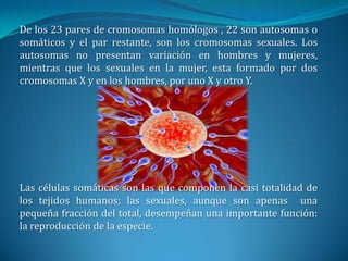 De los 23 pares de cromosomas homólogos , 22 son autosomas o somáticos y el par restante, son los cromosomas sexuales. Los autosomas no presentan variación en hombres y mujeres, mientras que los sexuales en la mujer, esta formado por dos cromosomas X y en los hombres, por uno X y otro Y.Las células somáticas son las que componen la casi totalidad de los tejidos humanos; las sexuales, aunque son apenas  una pequeña fracción del total, desempeñan una importante función: la reproducción de la especie. 