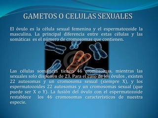 GAMETOS O CELULAS SEXUALESEl óvulo es la célula sexual femenina y el espermatozoide la masculina. La principal diferencia entre estas células y las somáticas  es el número de cromosomas que contienen.Las células somáticas tienen 46 cromosomas, mientras las sexuales solo disponen de 23. Para el caso de los óvulos , existen 22 autosomas y un cromosoma sexual (siempre X), y los espermatozoides 22 autosomas y un cromosomas sexual (que puede ser X o Y). La fusión del óvulo con el espermatozoide restablece  los 46 cromosomas característicos de nuestra especie.