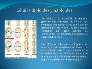 Células diploides y haploidesSe refiere a la cantidad de material genético que contienen las células. Las somáticas que poseen pares homólogos se llaman diploides y son 2n; las sexuales contienen un juego sencillo de cromosomas  se denominan haploides lo cual se indica con n.Las células sexuales no se multiplican por mitosis, ya que si lo hacen, su número de cromosomas sería 2n. Así, su modo de reproducción  es diferente: meiosis o mecanismo para la obtención de células haploides a partir de células diploides.