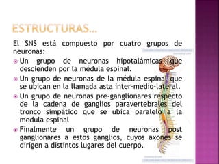 El SNS está compuesto por cuatro grupos de
neuronas:
 Un grupo de neuronas hipotalámicas que
descienden por la médula espinal.
 Un grupo de neuronas de la médula espinal que
se ubican en la llamada asta inter-medio-lateral.
 Un grupo de neuronas pre-ganglionares respecto
de la cadena de ganglios paravertebrales del
tronco simpático que se ubica paralelo a la
medula espinal
 Finalmente un grupo de neuronas post
ganglionares a estos ganglios, cuyos axones se
dirigen a distintos lugares del cuerpo.
 