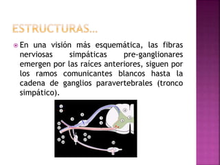  En una visión más esquemática, las fibras
nerviosas simpáticas pre-ganglionares
emergen por las raíces anteriores, siguen por
los ramos comunicantes blancos hasta la
cadena de ganglios paravertebrales (tronco
simpático).
 