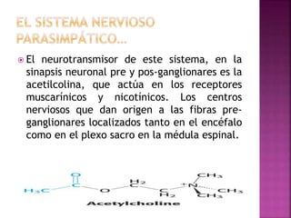  El neurotransmisor de este sistema, en la
sinapsis neuronal pre y pos-ganglionares es la
acetilcolina, que actúa en los receptores
muscarínicos y nicotínicos. Los centros
nerviosos que dan origen a las fibras pre-
ganglionares localizados tanto en el encéfalo
como en el plexo sacro en la médula espinal.
 