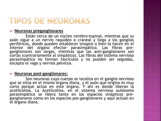  Neuronas preganglionares
Están cerca de un núcleo cerebro-espinal, mientras que su
axón sigue a un nervio raquídeo o craneal y llega a los ganglios
periféricos, donde pueden establecer sinapsis o bien lo hacen en el
interior del órgano efector parasimpático. Las fibras pre-
ganglionares son largas, mientras que las anti-ganglionares son
cortas (contrariamente al simpático). Las fibras del sistema nervioso
parasimpático no forman fascículos y no pueden ser seguidas,
excepto el vago y nervios pélvicos.
 Neuronas post-ganglionares:
Son neuronas cuyo cuerpo se localiza en el ganglio nervioso
que se sitúa en el mismo órgano diana, y el axón que origina es muy
corto porque actúa en este órgano. Y ahí es donde liberan la
acetilcolina. La Acetilcolina, en el sistema nervioso autónomo
parasimpático se libera tanto en los espacios sinápticos pre-
ganglionares como en los espacios pos-ganglionares y aquí actúan en
el órgano diana.
 