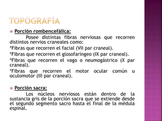  Porción rombencefálica:
Posee distintas fibras nerviosas que recorren
distintos nervios craneales como:
*Fibras que recorren el facial (VII par craneal).
*Fibras que recorren el glosofaríngeo (IX par craneal).
*Fibras que recorren el vago o neumogástrico (X par
craneal).
*Fibras que recorren el motor ocular común u
oculomotor (III par craneal).
 Porción sacra:
Los núcleos nerviosos están dentro de la
sustancia gris de la porción sacra que se extiende desde
el segundo segmento sacro hasta el final de la médula
espinal.
 