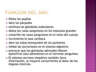  Dilata las pupilas
 Abre los párpados
 estimula las glándulas sudoríparas
 dilata los vasos sanguíneos en los músculos grandes
 constriñe los vasos sanguíneos en el resto del cuerpo
 incrementa la tasa cardiaca
 abre los tubos bronquiales de los pulmones
 inhibe las secreciones en el sistema digestivo
 provocar que las glándulas adrenales liberen
epinefrina (aka adrenalina) en el torrente sanguíneo.
 El sistema nervioso simpático también lleva
información, la mayoría concerniente al dolor de los
órganos internos.
 