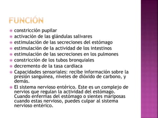  constricción pupilar
 activación de las glándulas salivares
 estimulación de las secreciones del estómago
 estimulación de la actividad de los intestinos
 estimulación de las secreciones en los pulmones
 constricción de los tubos bronquiales
 decremento de la tasa cardiaca
 Capacidades sensoriales: recibe información sobre la
presión sanguínea, niveles de dióxido de carbono, y
demás.
 El sistema nervioso entérico. Este es un complejo de
nervios que regulan la actividad del estómago.
Cuando enfermas del estómago o sientes mariposas
cuando estas nervioso, puedes culpar al sistema
nervioso entérico.
 