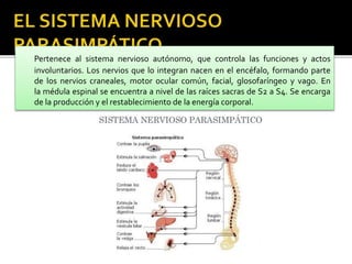 Pertenece al sistema nervioso autónomo, que controla las funciones y actos
involuntarios. Los nervios que lo integran nacen en el encéfalo, formando parte
de los nervios craneales, motor ocular común, facial, glosofaríngeo y vago. En
la médula espinal se encuentra a nivel de las raíces sacras de S2 a S4. Se encarga
de la producción y el restablecimiento de la energía corporal.
 