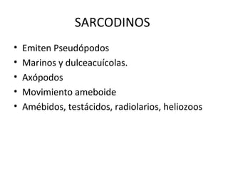 Reino protistas | PPT