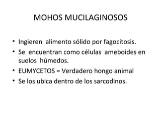 División
• Mohos mucilaginosos celulares
(Filo/ división Acrasiomycota)
• Mohos mucilaginosos plasmodiales
(Filo/división ...