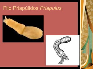 Los pseudocelomados | PPT