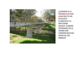 LLEGAMOS A LA
PASARELA DE SAN
JUAN QUE ES UN
SITIO MUY
FLORECIDO Y EL
RÍO ESTABA
SALVAJE. CUANDO
ENTRAMOS EN LA
HIERBA NOS
CAYERON MUCHAS
HOJAS DE LOS
ÁRBOLES.
 
