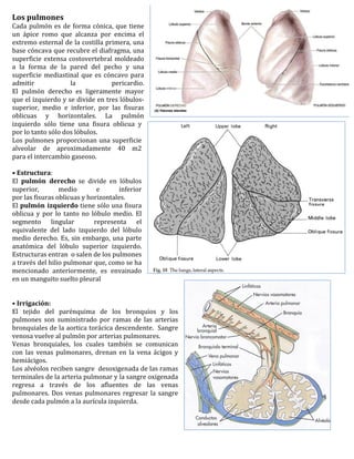 Los	
  pulmones	
  
Cada	
   pulmón	
   es	
   de	
   forma	
   cónica,	
   que	
   tiene	
  
un	
   ápice	
   romo	
   que	
   alcanza	
   por	
   encima	
   el	
  
extremo	
  esternal	
  de	
  la	
  costilla	
  primera,	
  una	
  
base	
  cóncava	
  que	
  recubre	
  el	
  diafragma,	
  una	
  
superficie	
   extensa	
   costovertebral	
   moldeado	
  
a	
   la	
   forma	
   de	
   la	
   pared	
   del	
   pecho	
   y	
   una	
  
superficie	
   mediastinal	
   que	
   es	
   cóncavo	
   para	
  
admitir	
                            la	
                  pericardio.	
  
El	
   pulmón	
   derecho	
   es	
   ligeramente	
   mayor	
  
que	
  el	
  izquierdo	
  y	
  se	
  divide	
  en	
  tres	
  lóbulos-­‐
superior,	
   medio	
   e	
   inferior,	
   por	
   las	
   fisuras	
  
oblicuas	
   y	
   horizontales.	
   La	
   pulmón	
  
izquierdo	
   sólo	
   tiene	
   una	
   fisura	
   oblicua	
   y	
  
por	
  lo	
  tanto	
  sólo	
  dos	
  lóbulos.	
  
Los	
  pulmones	
  proporcionan	
  una	
  superficie	
  
alveolar	
   de	
   aproximadamente	
   40	
   m2	
  
para	
  el	
  intercambio	
  gaseoso.	
  
	
  
•	
  Estructura:	
  	
  
El	
   pulmón	
   derecho	
   se	
   divide	
   en	
   lóbulos	
  
superior,	
                 medio	
                 e	
       inferior	
  
por	
  las	
  fisuras	
  oblicuas	
  y	
  horizontales.	
  	
  
El	
  pulmón	
   izquierdo	
  tiene	
  sólo	
  una	
  fisura	
  
oblicua	
   y	
   por	
   lo	
   tanto	
   no	
   lóbulo	
   medio.	
   El	
  
segmento	
   lingular	
   	
   representa	
   el	
  
equivalente	
   del	
   lado	
   izquierdo	
   del	
   lóbulo	
  
medio	
   derecho.	
   Es,	
   sin	
   embargo,	
   una	
   parte	
  
anatómica	
   del	
   lóbulo	
   superior	
   izquierdo.	
  
Estructuras	
  entran	
  	
  o	
  salen	
  de	
  los	
  pulmones	
  
a	
  través	
  del	
  hilio	
  pulmonar	
  que,	
  como	
  se	
  ha	
  
mencionado	
   anteriormente,	
   es	
   envainado	
  
en	
  un	
  manguito	
  suelto	
  pleural	
  	
  
	
  
	
  
•	
  Irrigación:	
  
El	
   tejido	
   del	
   parénquima	
   de	
   los	
   bronquios	
   y	
   los	
  
pulmones	
   son	
   suministrado	
   por	
   ramas	
   de	
   las	
   arterias	
  
bronquiales	
  de	
  la	
  aortica	
  torácica	
  descendente.	
  	
  Sangre	
  
venosa	
  vuelve	
  al	
  pulmón	
  por	
  arterias	
  pulmonares.	
  
Venas	
   bronquiales,	
   los	
   cuales	
   también	
   se	
   comunican	
  
con	
   las	
   venas	
   pulmonares,	
   drenan	
   en	
   la	
   vena	
   ácigos	
   y	
  
hemiácigos.	
  	
  
Los	
   alvéolos	
   reciben	
   sangre	
   	
   desoxigenada	
   de	
   las	
   ramas	
  
terminales	
  de	
  la	
  arteria	
  pulmonar	
  y	
  la	
  sangre	
  oxigenada	
  
regresa	
   a	
   través	
   de	
   los	
   afluentes	
   de	
   las	
   venas	
  
pulmonares.	
   Dos	
   venas	
   pulmonares	
   regresar	
   la	
   sangre	
  
desde	
  cada	
  pulmón	
  a	
  la	
  aurícula	
  izquierda.	
  	
  
	
  
 