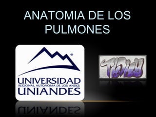 ANATOMIA DE LOS
   PULMONES
 