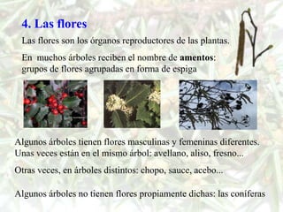 4. Las flores
 Las flores son los órganos reproductores de las plantas.
 En muchos árboles reciben el nombre de amentos:
 grupos de flores agrupadas en forma de espiga




Algunos árboles tienen flores masculinas y femeninas diferentes.
Unas veces están en el mismo árbol: avellano, aliso, fresno...
Otras veces, en árboles distintos: chopo, sauce, acebo...

Algunos árboles no tienen flores propiamente dichas: las coníferas
 