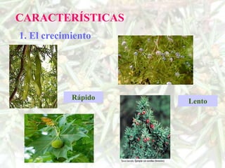CARACTERÍSTICAS
1. El crecimiento




            Rápido   Lento
 