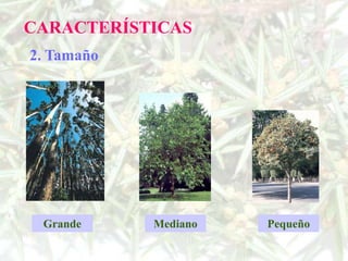 CARACTERÍSTICAS
2. Tamaño




 Grande     Mediano   Pequeño
 