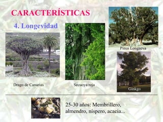 CARACTERÍSTICAS
4. Longevidad

                                             Pinus Longaeva




Drago de Canarias      Secuoya roja
                                                   Ginkgo


                    25-30 años: Membrillero,
                    almendro, níspero, acacia...
 