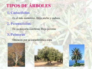 TIPOS DE ÁRBOLES
1. Caducifolios
   Es el más numeroso. Hoja ancha y caduca

2. Perennifolios
   En su mayoría coníferas. Hoja perenne

3. Palmeras
   Destacan por su característica copa
 