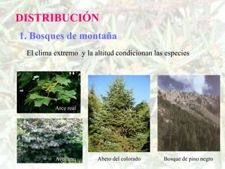 DISTRIBUCIÓN
1. Bosques de montaña
 El clima extremo y la altitud condicionan las especies




          Arce real




          Avellano      Abeto del colorado    Bosque de pino negro
 