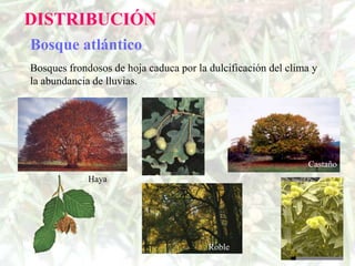 DISTRIBUCIÓN
Bosque atlántico
Bosques frondosos de hoja caduca por la dulcificación del clima y
la abundancia de lluvias.




                                                              Castaño
             Haya




                                        Roble
 