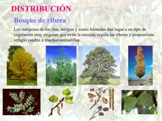 DISTRIBUCIÓN
Bosque de ribera
Los márgenes de los ríos, arroyos y zonas húmedas dan lugar a un tipo de
vegetación muy singular, que evita la erosión, regula las riberas y proporciona
refugio estable a muchos animalillos.




      Fresno                Álamo                    Aliso              Chopo
 