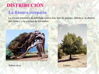DISTRIBUCIÓN
La llanura esteparia
La escasa presencia de arbolado marca este tipo de paisaje, debido a la dureza
del clima y a la calidad de los suelos.




Sabina alvar                                     Enebro
 