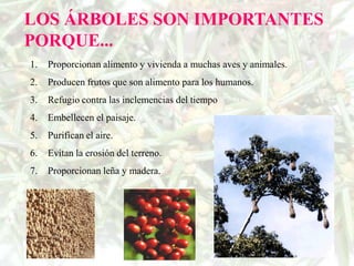 LOS ÁRBOLES SON IMPORTANTES
PORQUE...
1.   Proporcionan alimento y vivienda a muchas aves y animales.
2.   Producen frutos que son alimento para los humanos.
3.   Refugio contra las inclemencias del tiempo
4.   Embellecen el paisaje.
5.   Purifican el aire.
6.   Evitan la erosión del terreno.
7.   Proporcionan leña y madera.
 