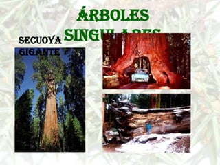 Árboles
Secuoya singulares
gigante
 