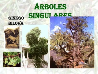 Árboles
Ginkgo   singulares
Bilova
 